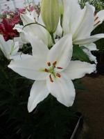 [4280 Severn Mak No02.JPG]